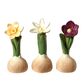 Dekorationsblomst med løg assorterede 1 stk.