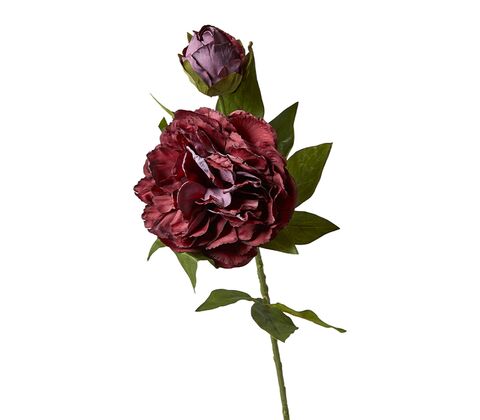 Pæon stilk H 69 cm bordeaux 