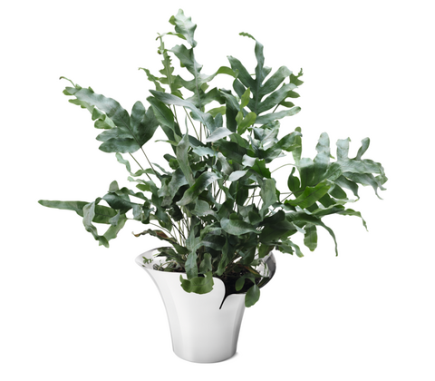 Georg Jensen Bloom Botanica urtepotteskjuler mellem